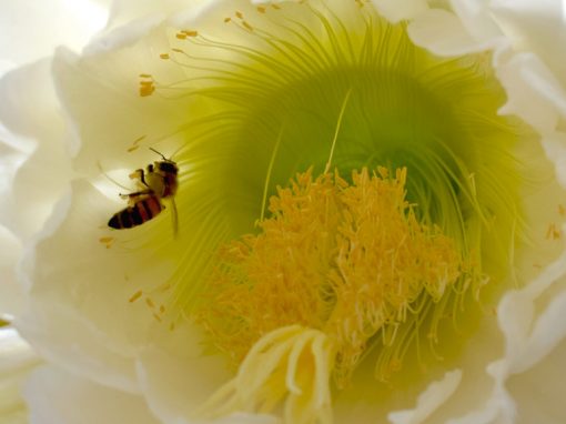 Night Blooming Cereus Bee Interior