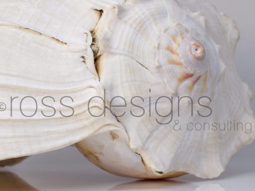 White Lightning Whelk Shell